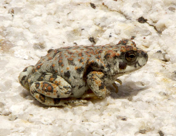  Red-spotted toad
